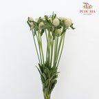 Gomphrena Strawberry Green - Pudu Ria Florist Southern
