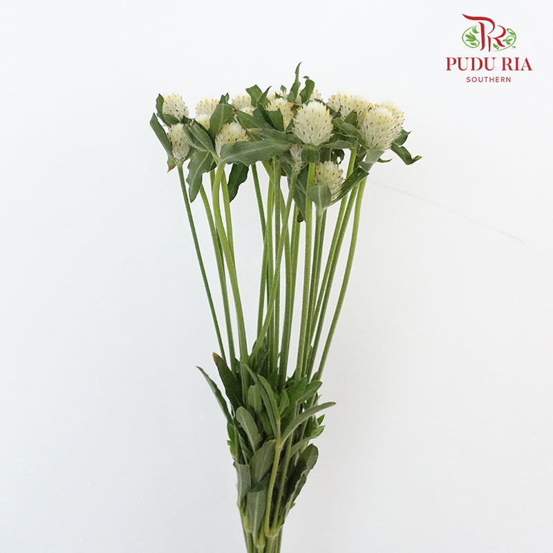Gomphrena Strawberry Green - Pudu Ria Florist Southern