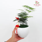 CNY Potted Plant Arrangement 2024#31