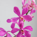 Mokara Orchid Pot - Magenta