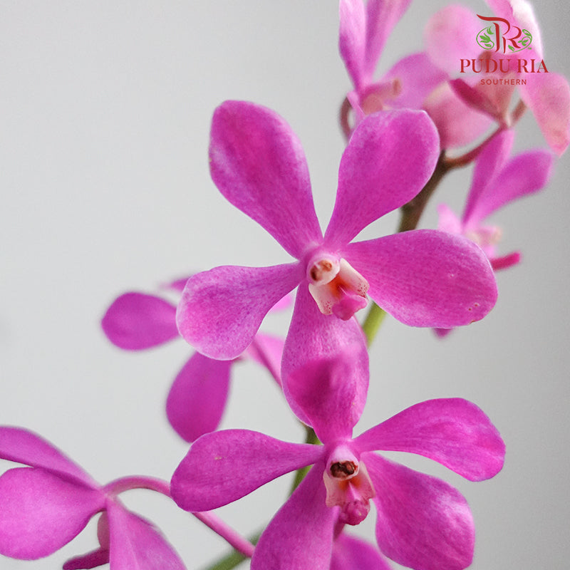 Mokara Orchid Pot - Magenta