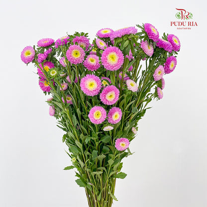 Aster 翠菊 Dark Pink - (Per Bundle)