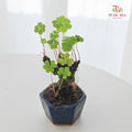 Clover Leaf