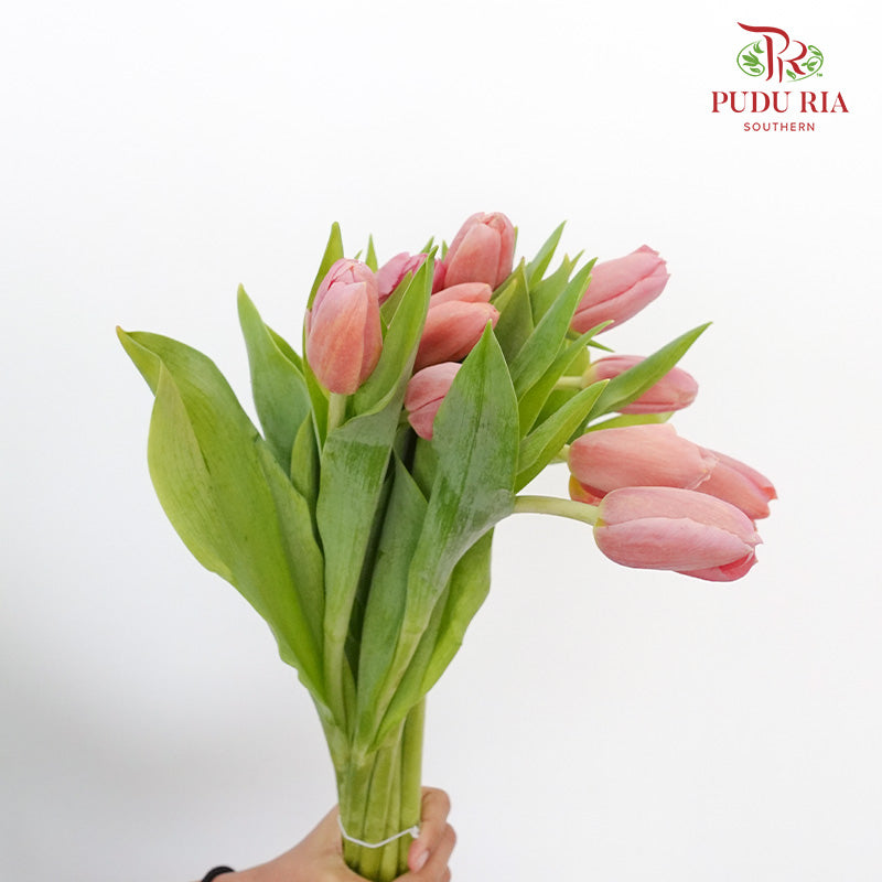 Tulip Peach Pink (8-9 Stems) - Pudu Ria Florist Southern