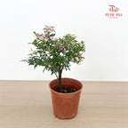Cherry Lollipop (Malpighia Glabra) P150