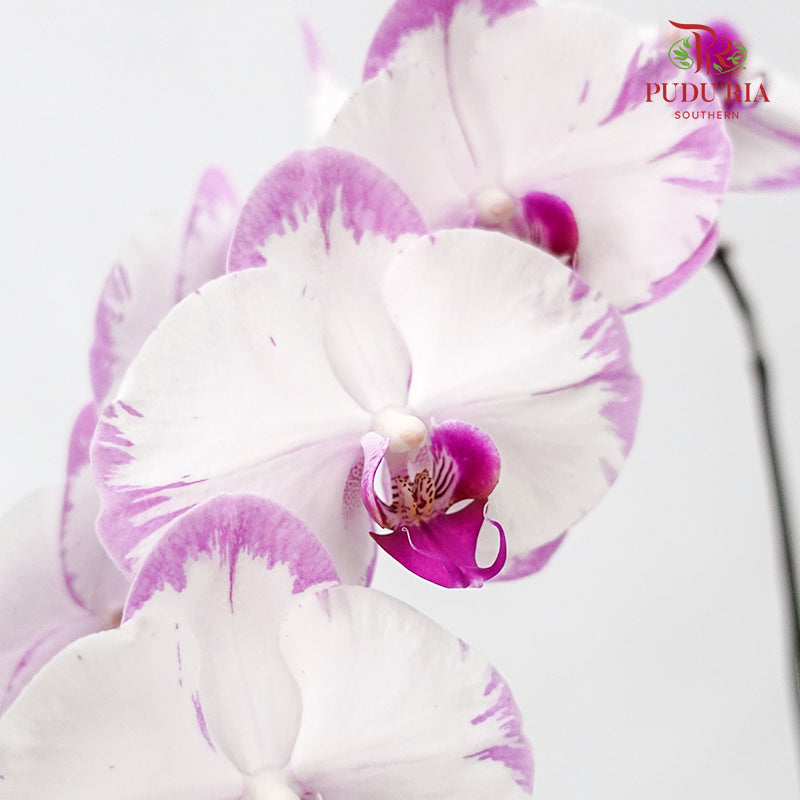 Phalaenopsis Orchid White/Light Purple Without Pot / Per Stem (L) - Pudu Ria Florist Southern