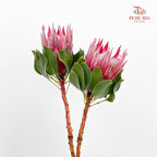 Protea Full Moon Red 满月帝王花 - (2 Stems)