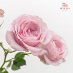 Rose Spray Princess Fairy Kiss Pink - (10-12 Stems)
