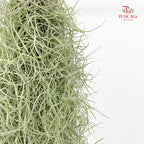 Spanish Moss (Air Plant)