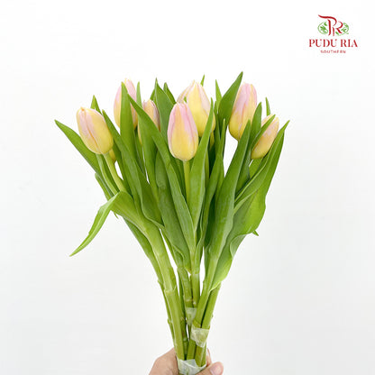 Tulip Yellow Tone Pink - (8-10 Stems)