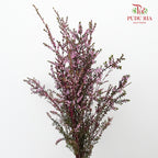 Snow Plum Pink - Pudu Ria Florist Southern
