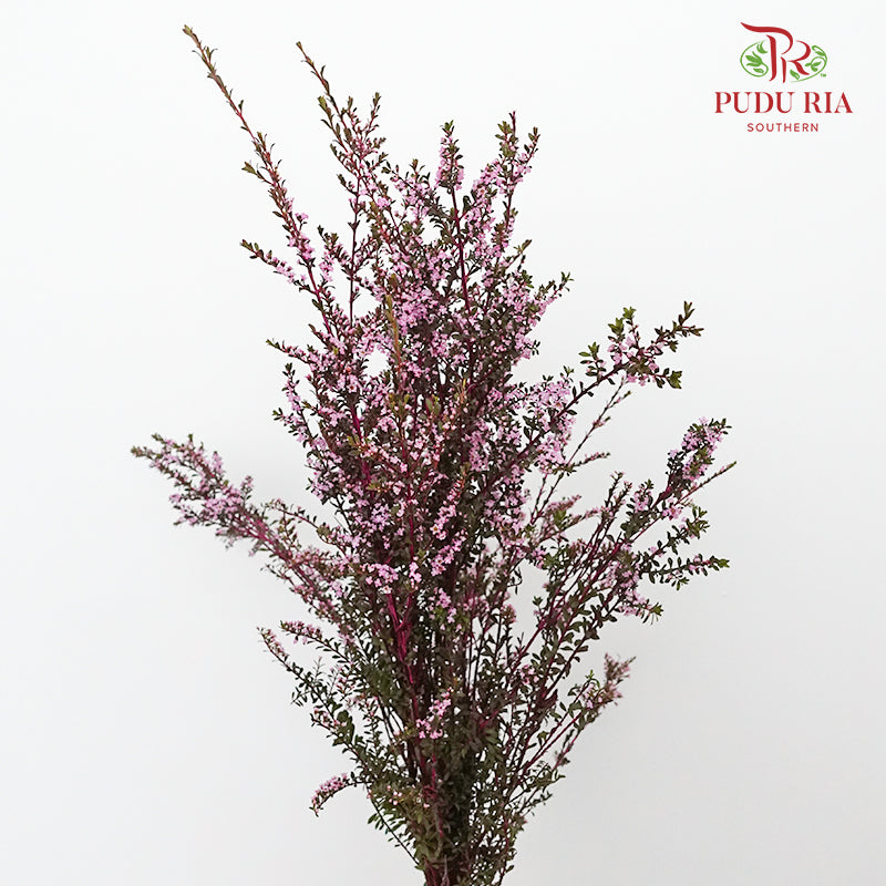 Snow Plum Pink - Pudu Ria Florist Southern