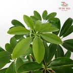 Schefflera Actinophylla - Pudu Ria Florist Southern