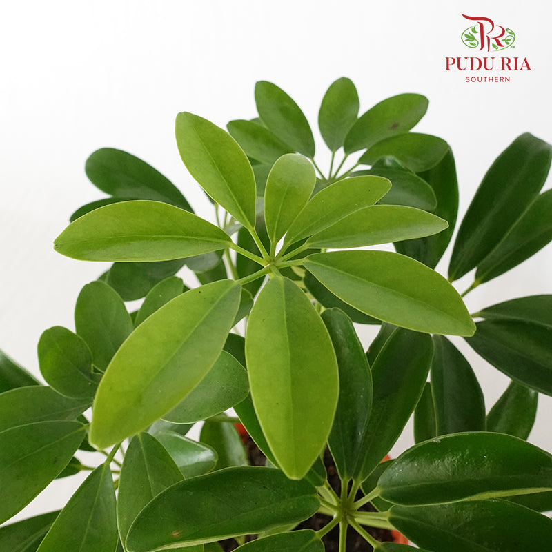 Schefflera Actinophylla - Pudu Ria Florist Southern