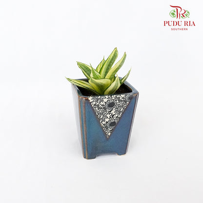 Office Plant - Sansevieria - Pudu Ria Florist Southern