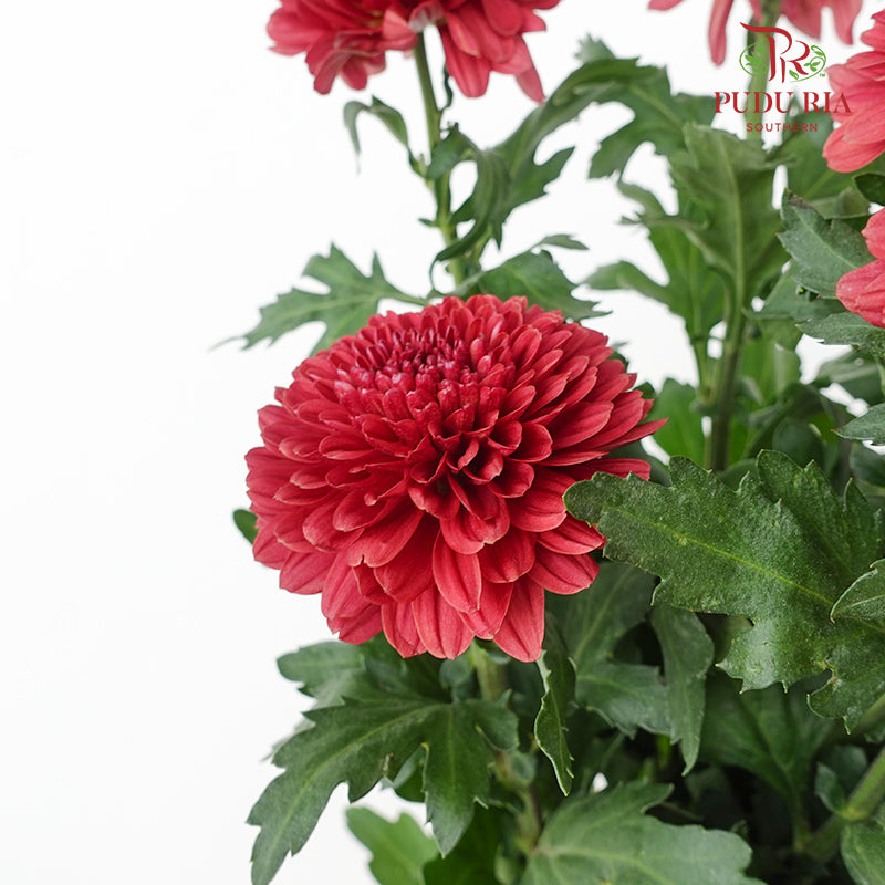 Chrysanthemum Ping Pong Red - (10-12 Stems)