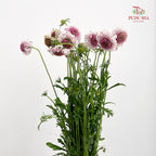 Scabiosa Pink 蓝盆花 - (Per Bundle)