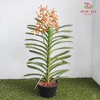 Mokara Orchid Pot - Orange With Spot