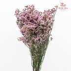 Dry Caspia - Light Pink