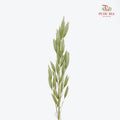 Dry Avena Sativa