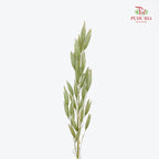 Dry Avena Sativa