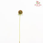 Scabiosa Brown 风车果 - (10 Stems)