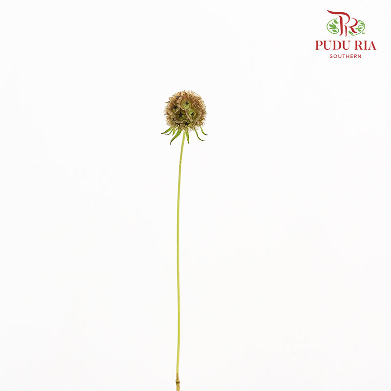 Scabiosa Brown 风车果 - (10 Stems)