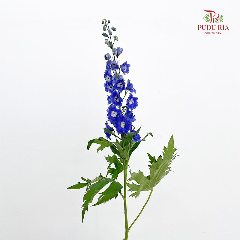 Delphinium Giant Blue - (5 Stems)