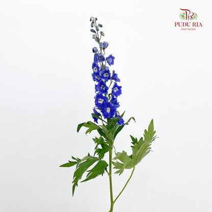 Delphinium Giant Blue - (5 Stems)