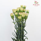 Carnation St Light Make Up (18-20 Stems) - Pudu Ria Florist Southern