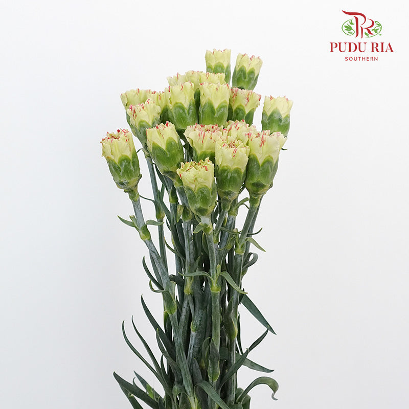 Carnation St Light Make Up (18-20 Stems) - Pudu Ria Florist Southern