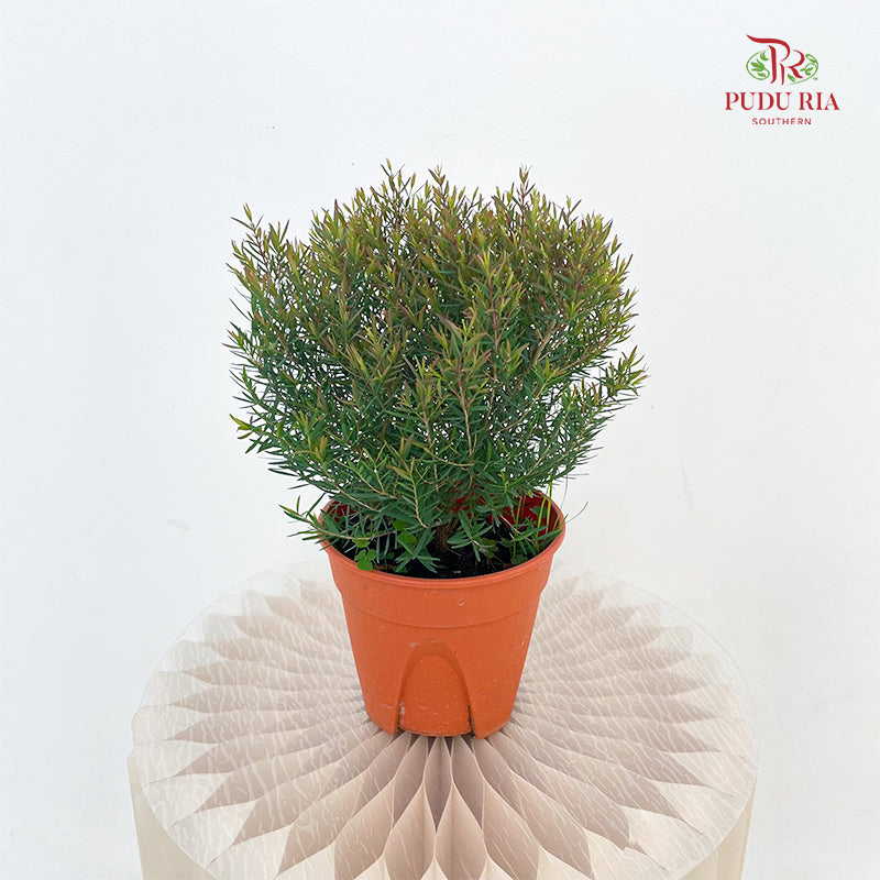 Leptospermum Melaleuca