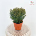 Leptospermum Melaleuca