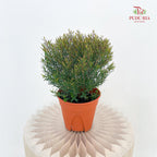 Leptospermum Melaleuca