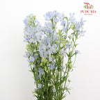 Delphinium Grandiflorum Light Blue - Pudu Ria Florist Southern