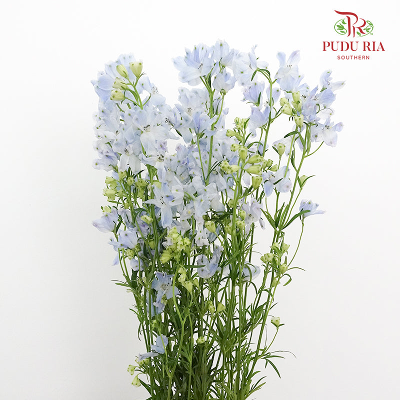 Delphinium Grandiflorum Light Blue - Pudu Ria Florist Southern