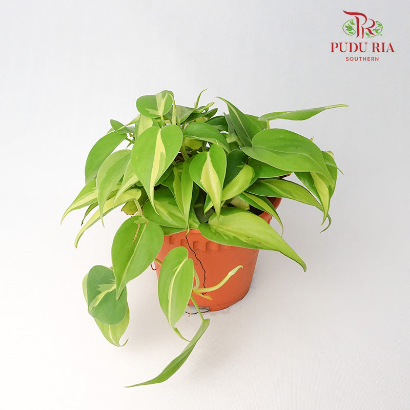 Philodendron Brasil - Pudu Ria Florist Southern