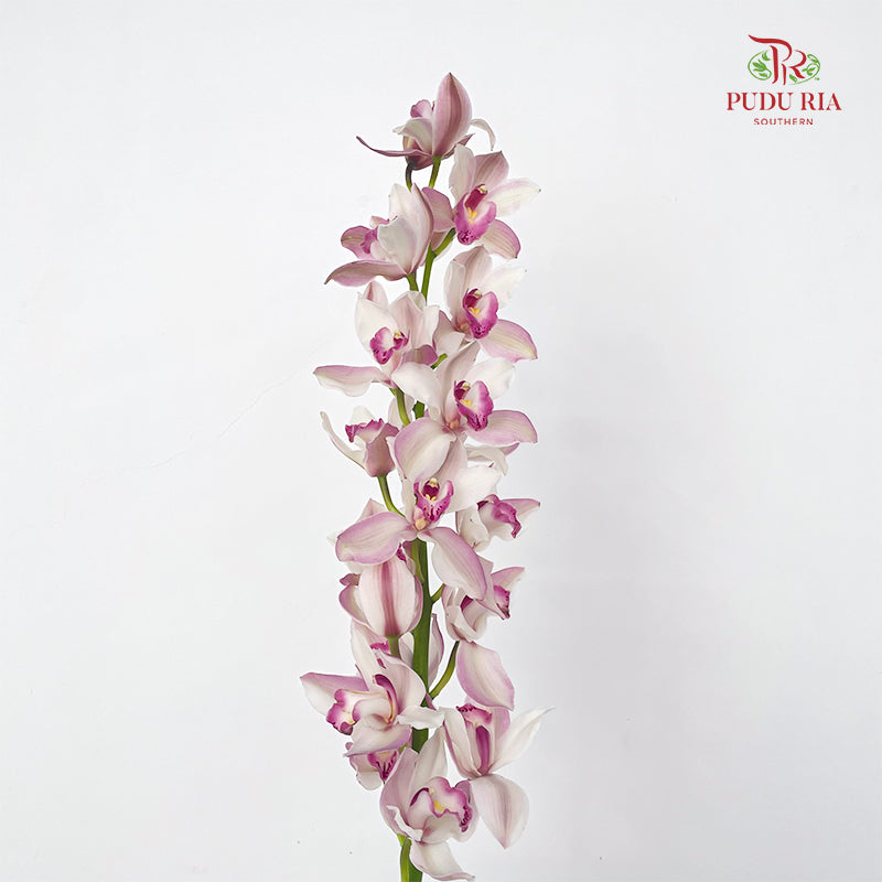 Cymbidium Orchids AAA White/Pink - (Per Stem)