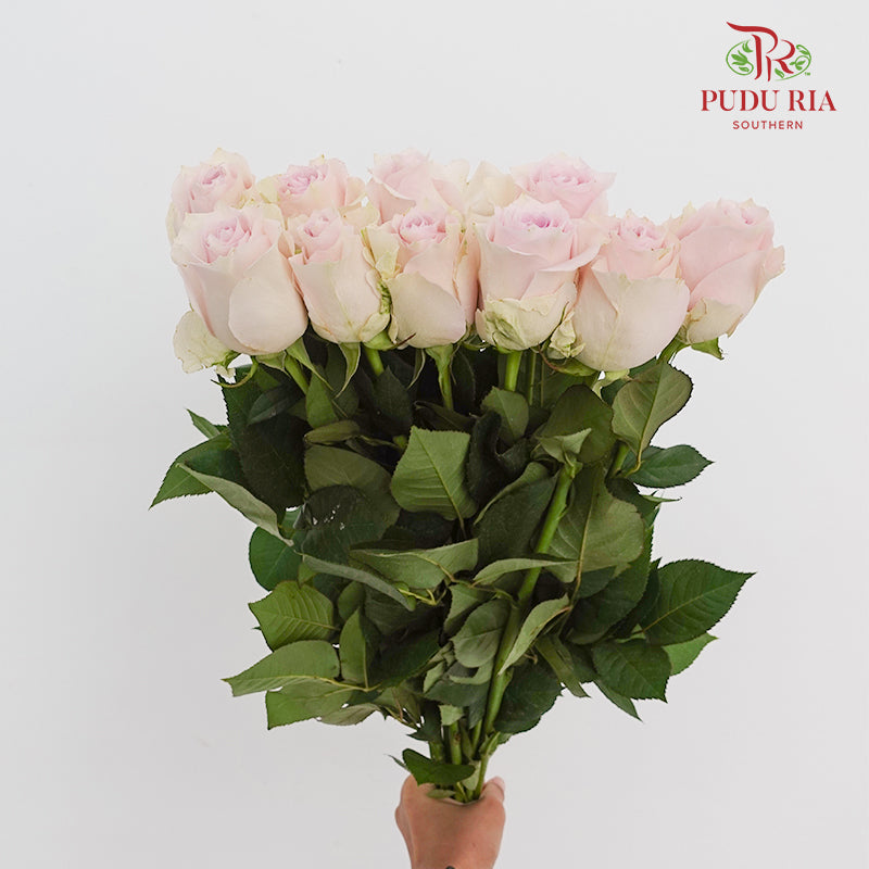Rose Remembrance - (8-10 Stems)