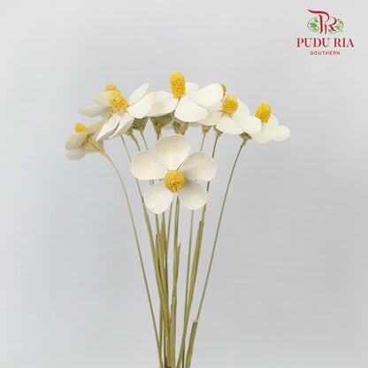 Dry Violet - White - Pudu Ria Florist Southern