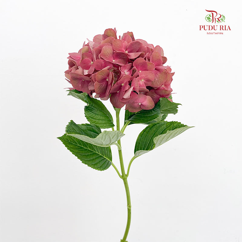 Hydrangea Vintage Red - (Per Stem)