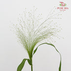 Panicum - Per Pack - Pudu Ria Florist Southern
