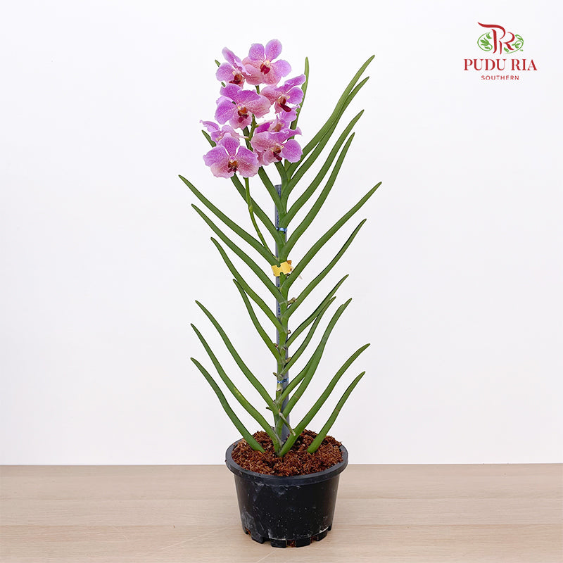 Vanda Butterfly