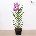 Vanda Butterfly