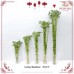 Lucky Bamboo 转运竹 - (Per Stem)
