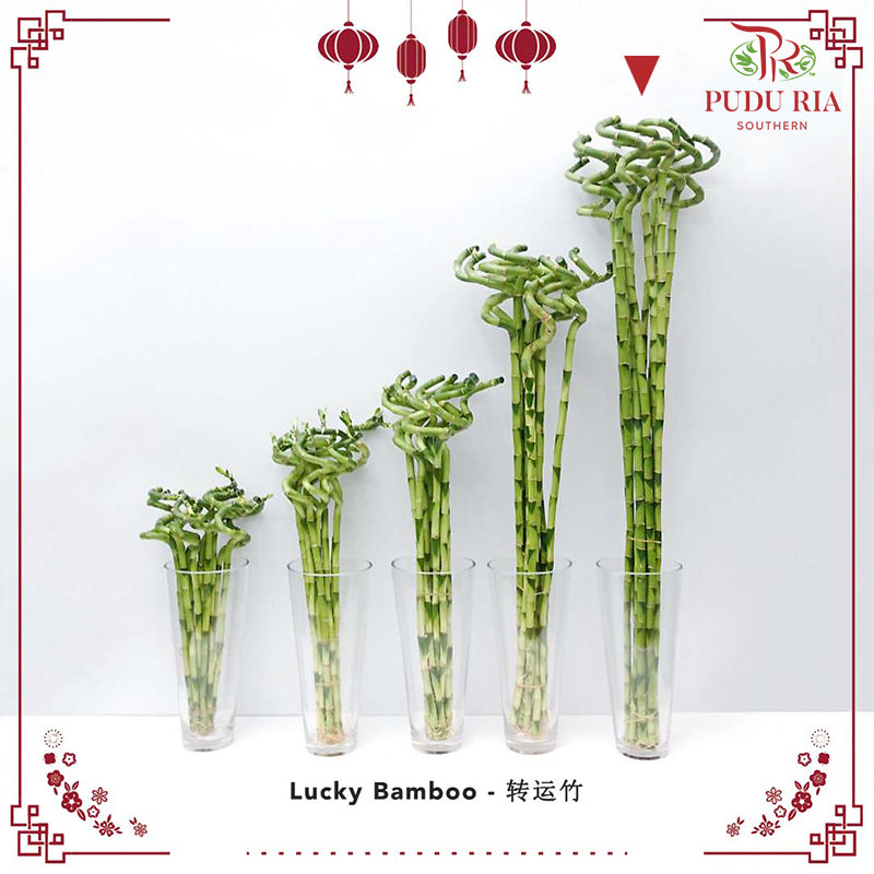 Lucky Bamboo 转运竹 - (Per Stem)