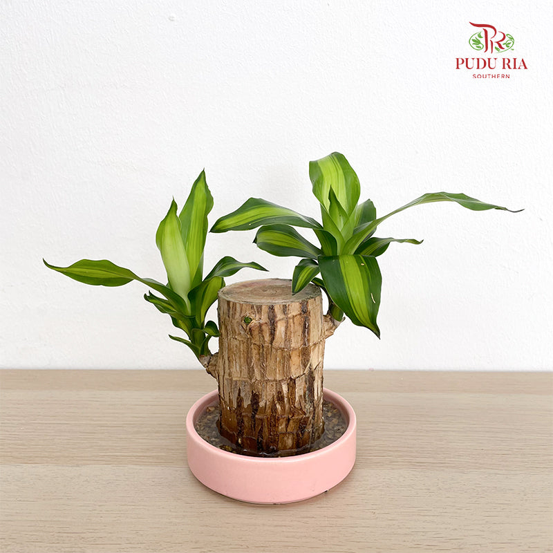 Dracaena Tree Head With Pot (5-6CM)