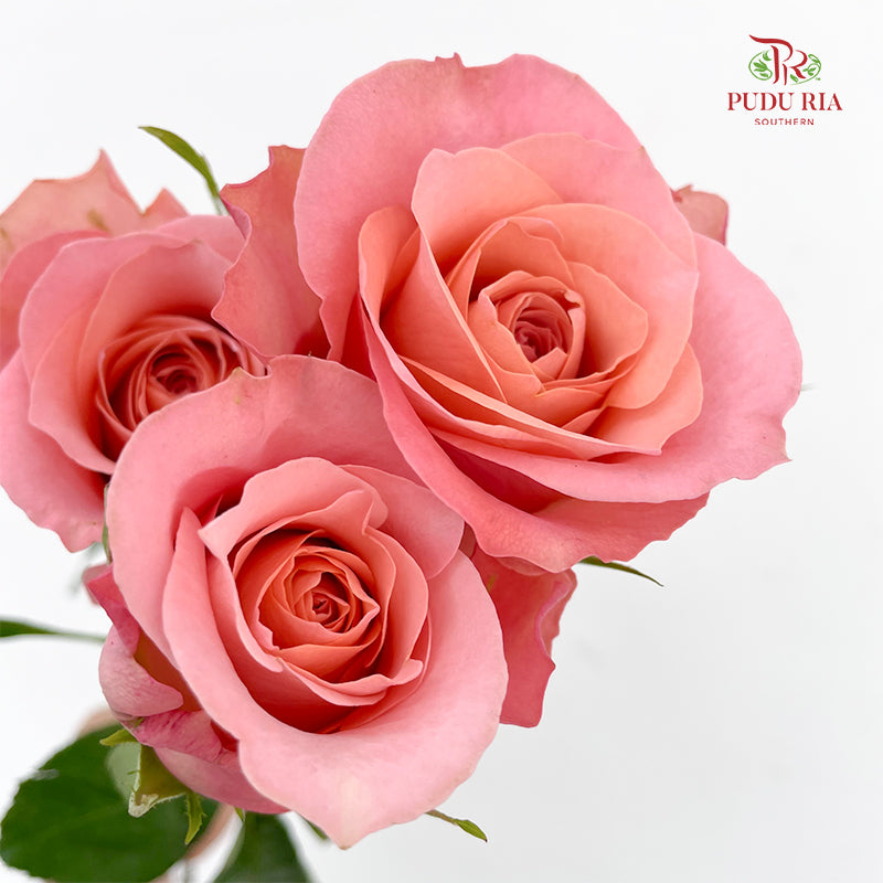 Rose Miss Piggy - (8-10 Stems)