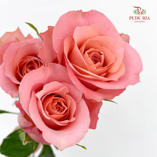 Rose Miss Piggy (8-10 Stems)