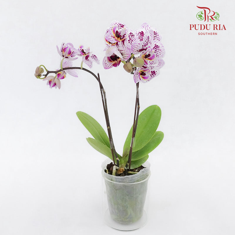 Phalaenopsis Orchid Two Tone Light Purple Without Pot / Per Stem (S) - Pudu Ria Florist Southern
